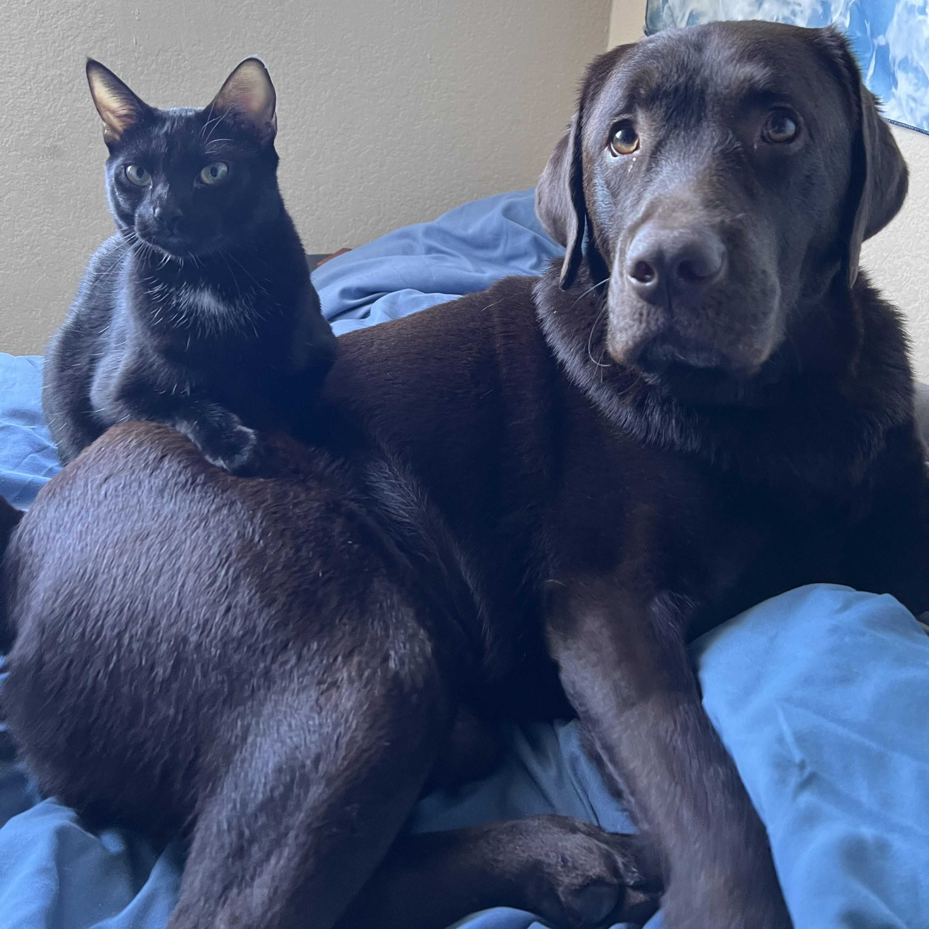 A chocolate lab, Ezran, laying on a bed with a blue comforter with a black cat, Savi, laying on top of Ezran. Both are looking calmly at the camera.